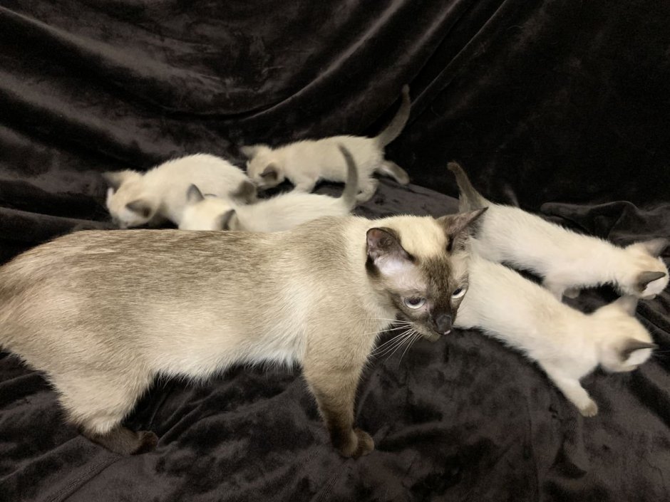 Сиамские котята 1,5 месяца