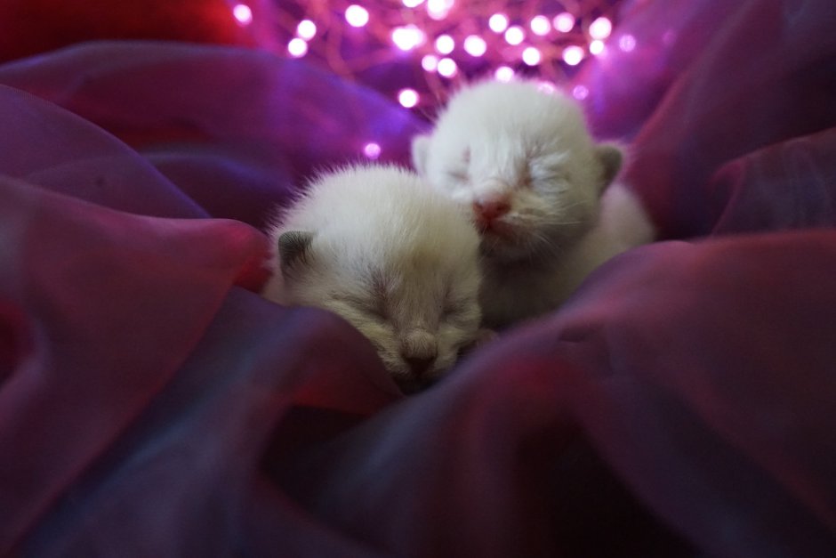 Новорождённые котята