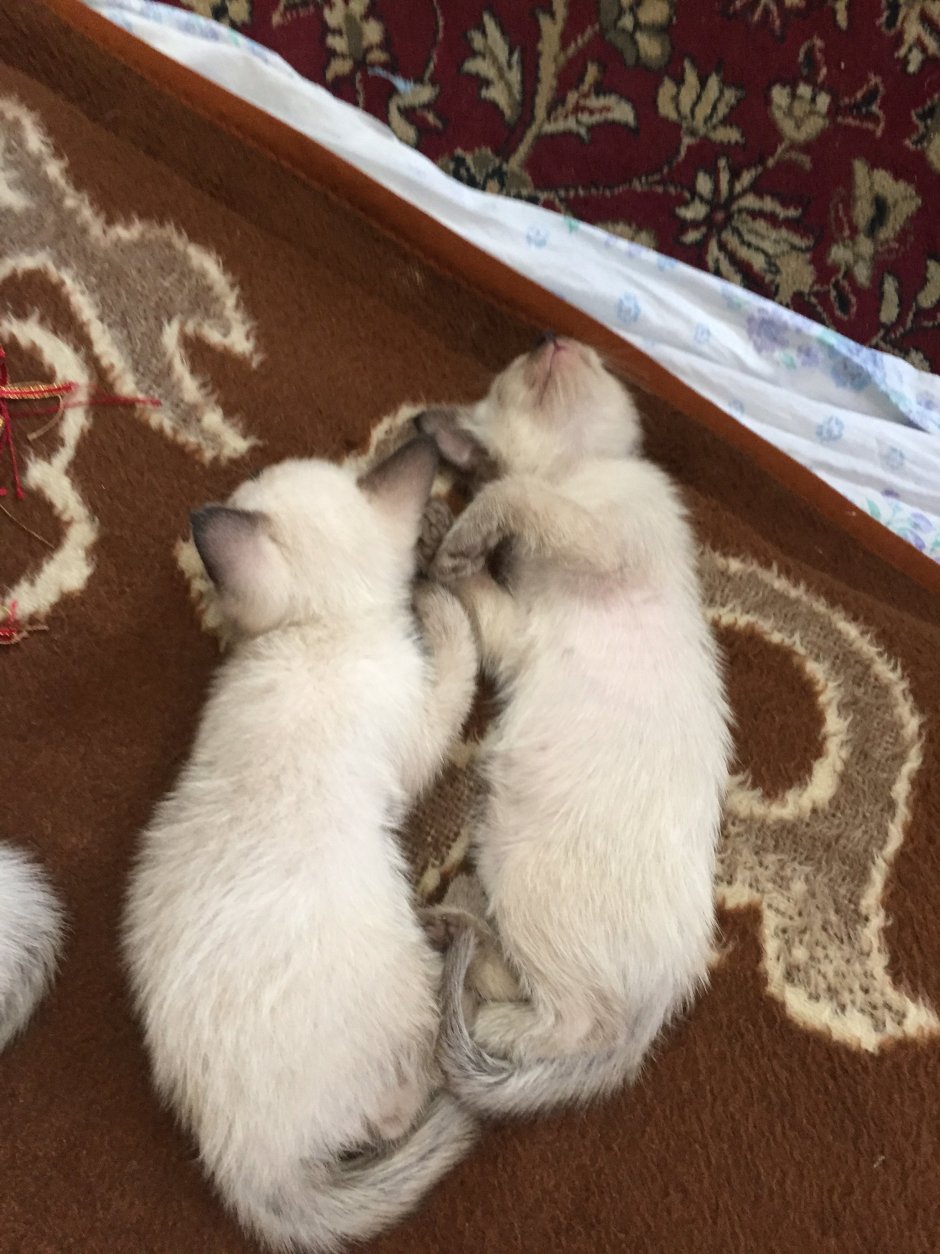 Сиамские котята Новорожденные