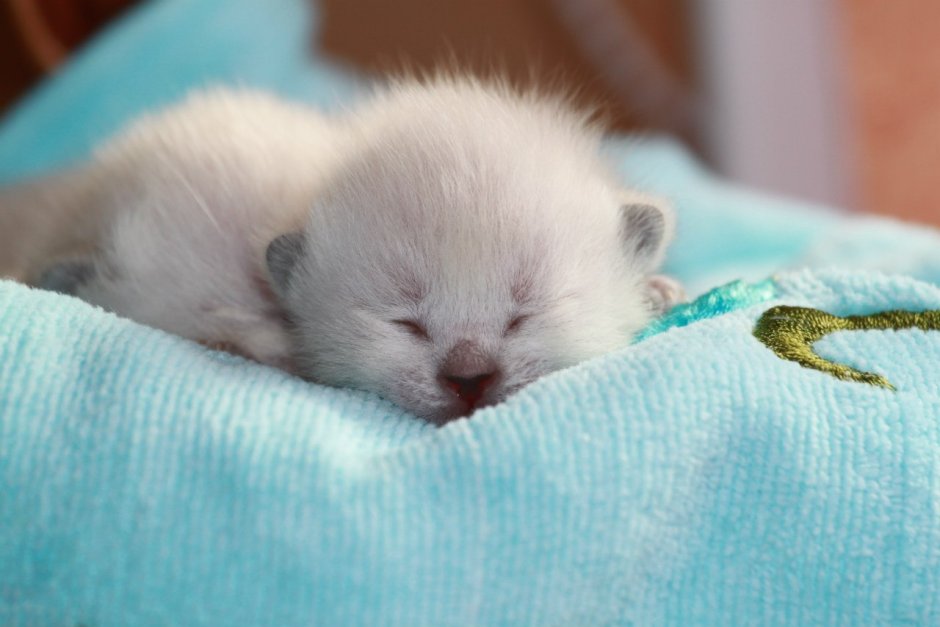 Сиамская кошка котенок