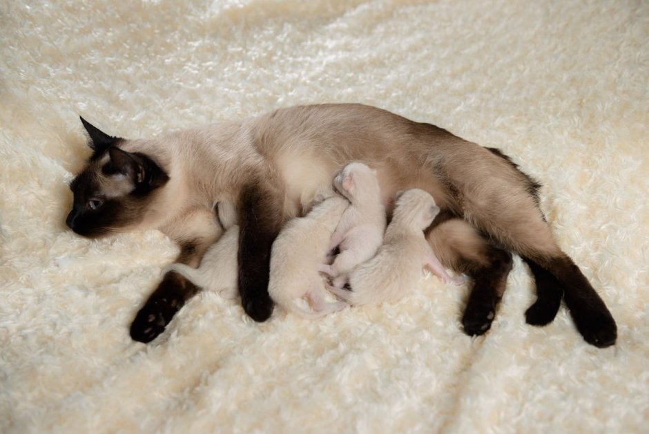 Сиамская кошка котенок