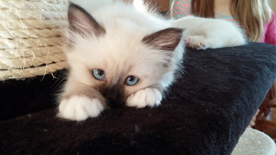 Сиамская кошка белая