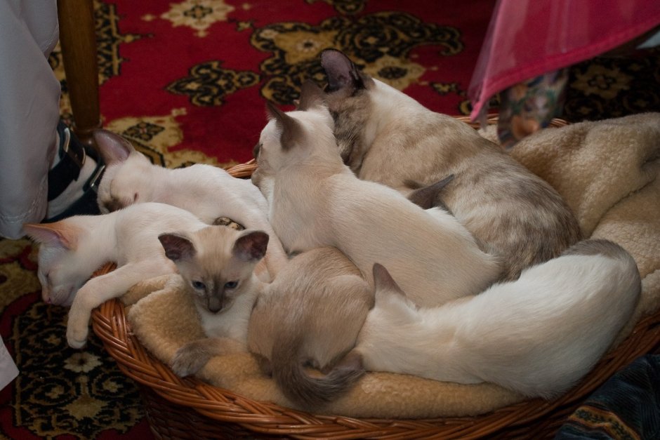 Тайский котенок 2 месяца