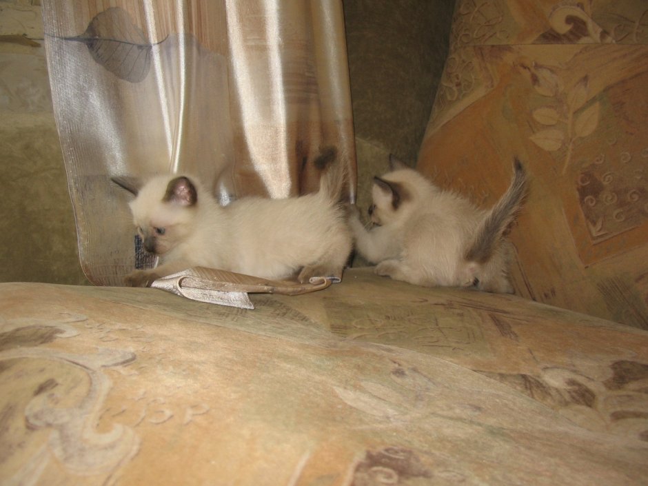 Тайская кошка аллергия