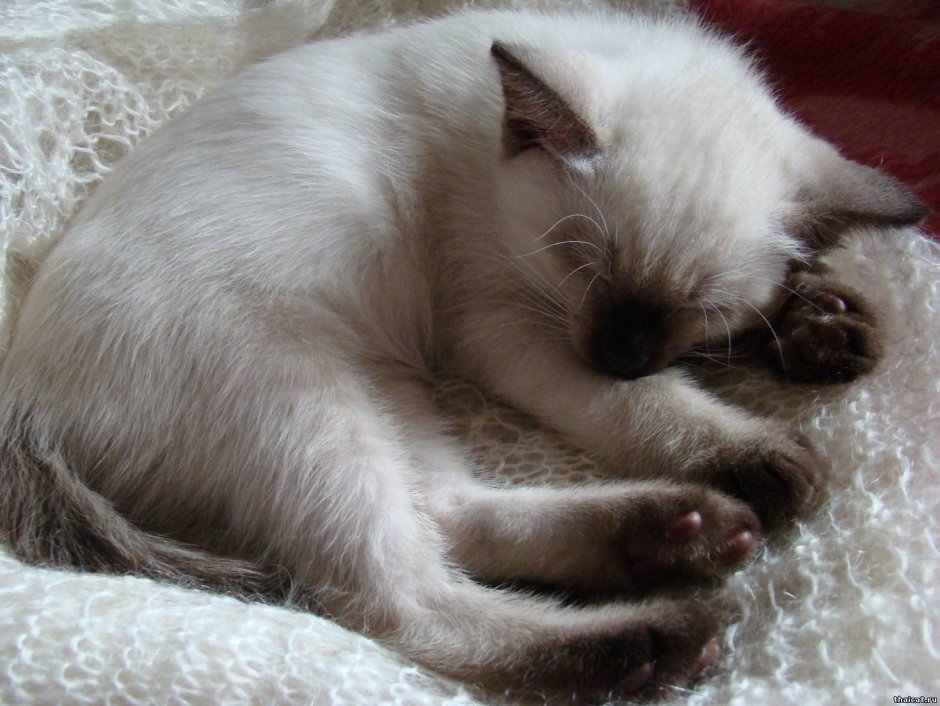 Милые сиамские кошки