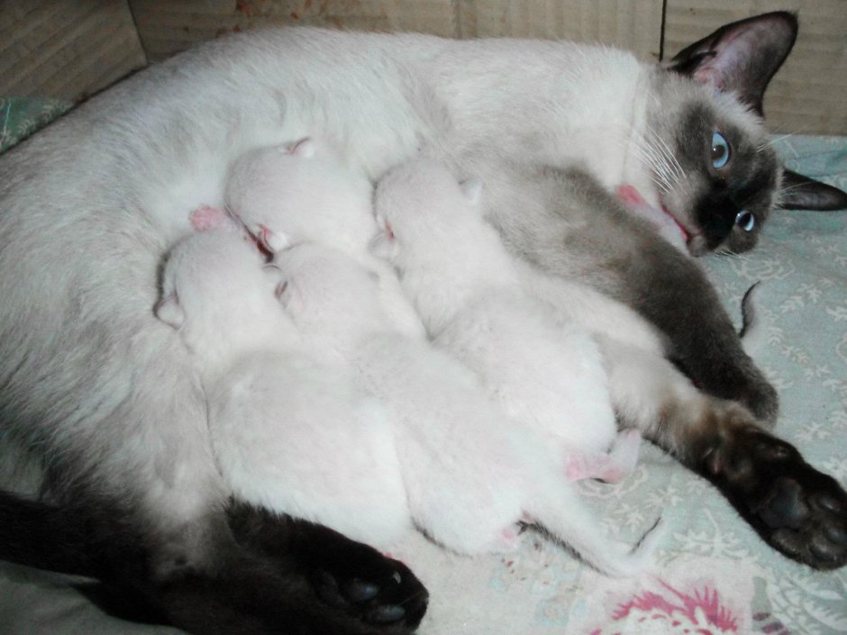 Сиамские котята Новорожденные