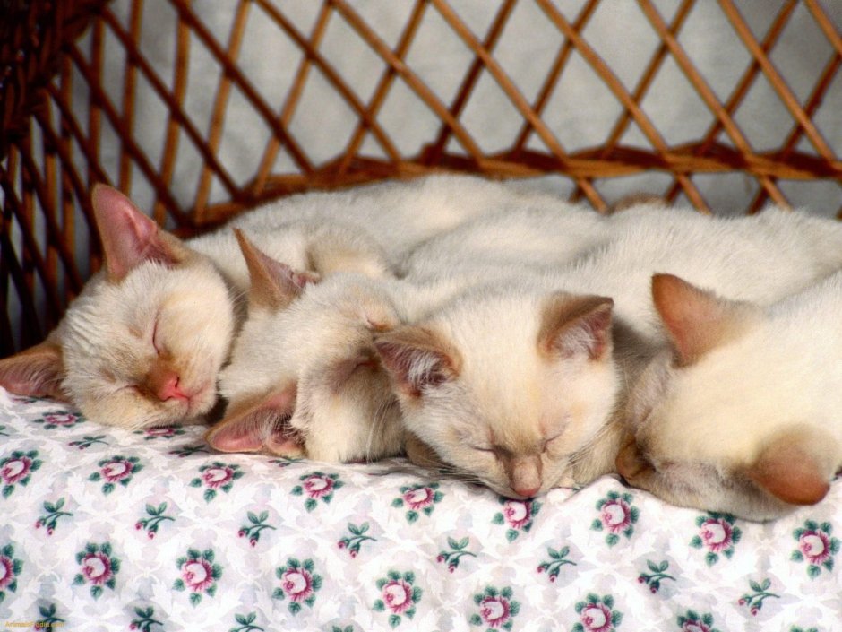 Спящие сиамские котята