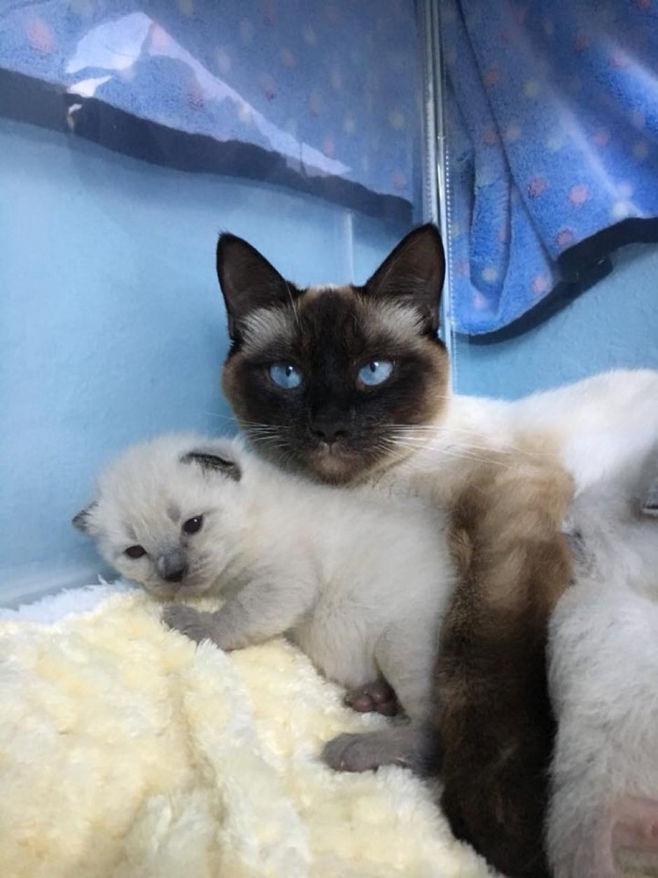 Сиамский котенок новорожденный