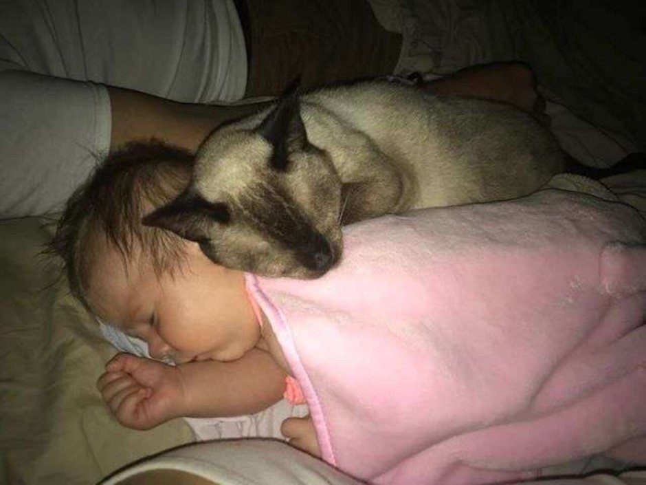 Сиамская кошка новорожденная