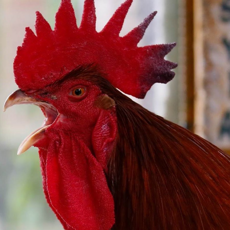 Огненный петух картинки на стол рабочий