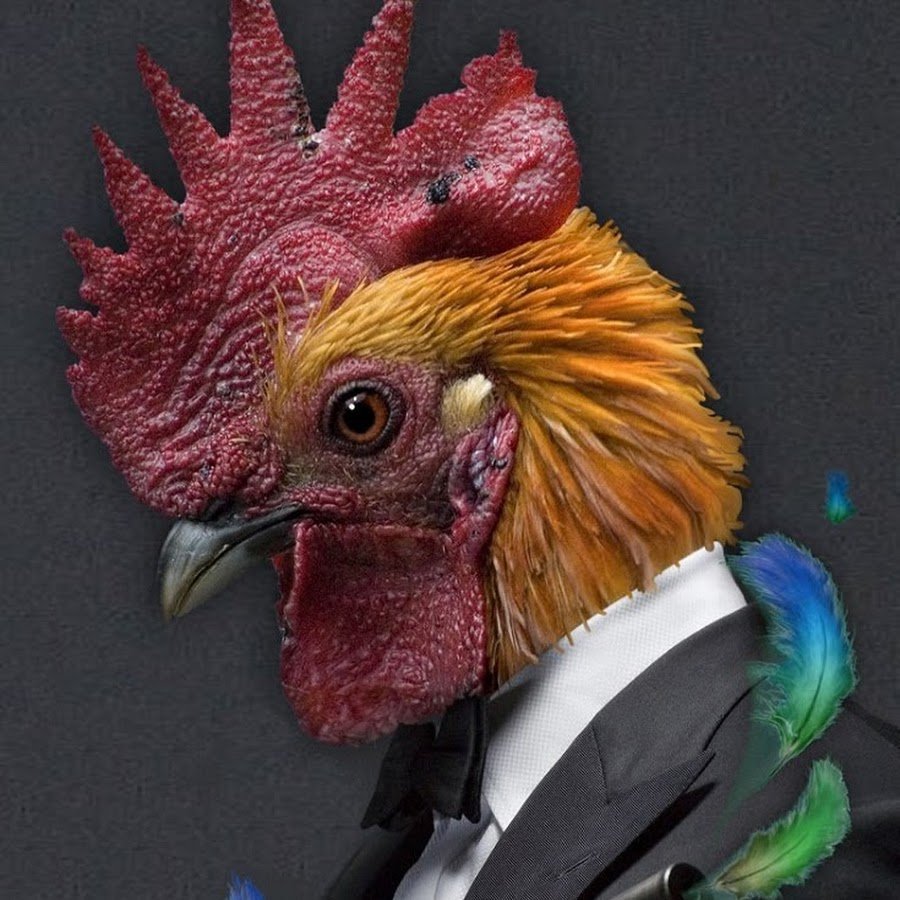 Крутой петух в очках