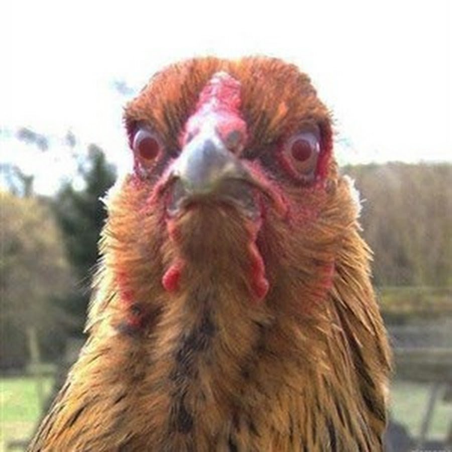 Мемы с курицей