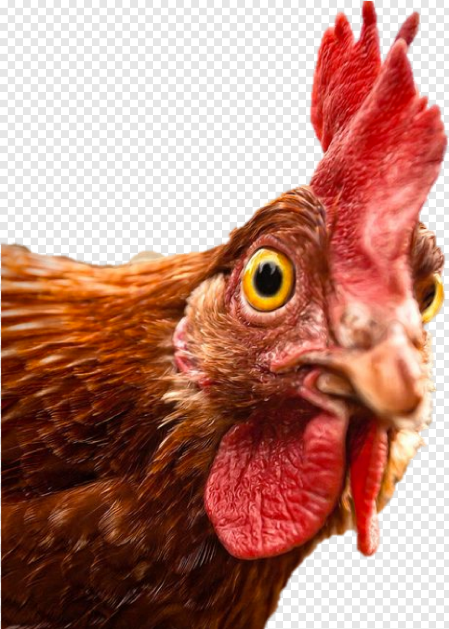 Голова курицы