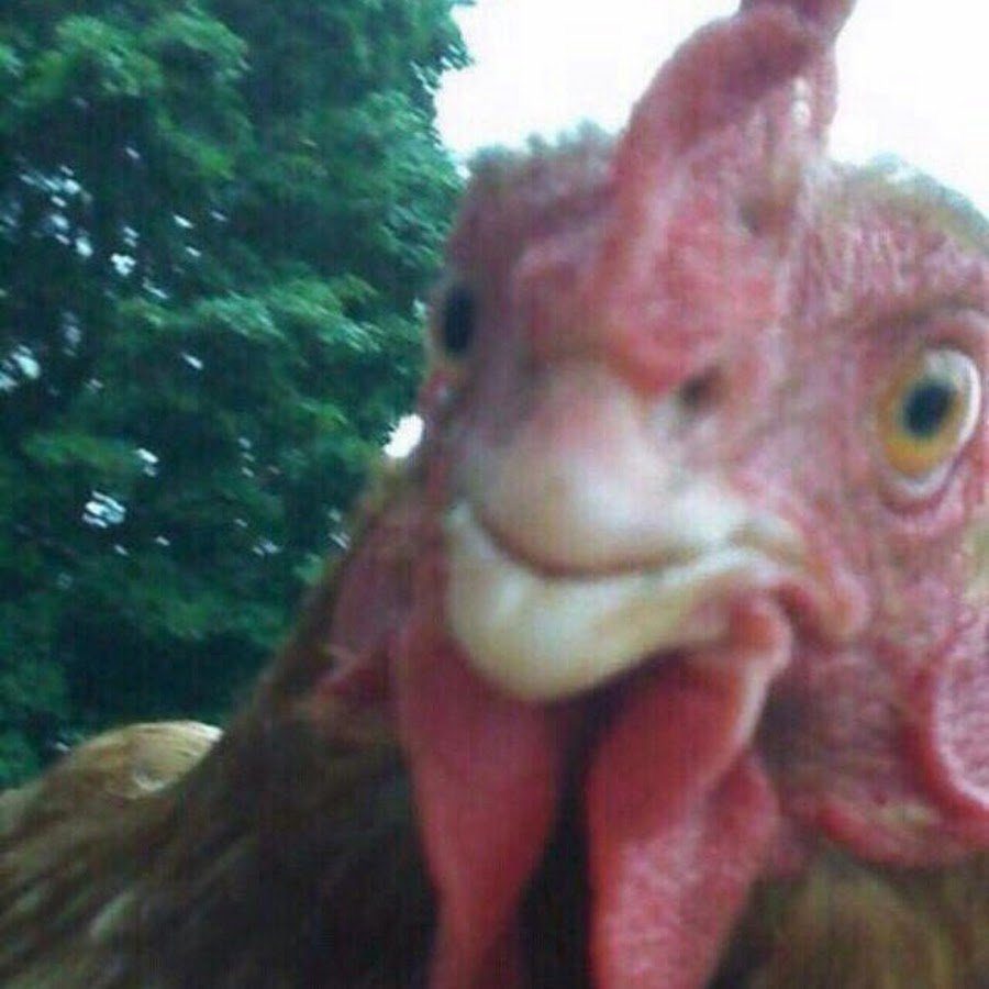 Петух селфи