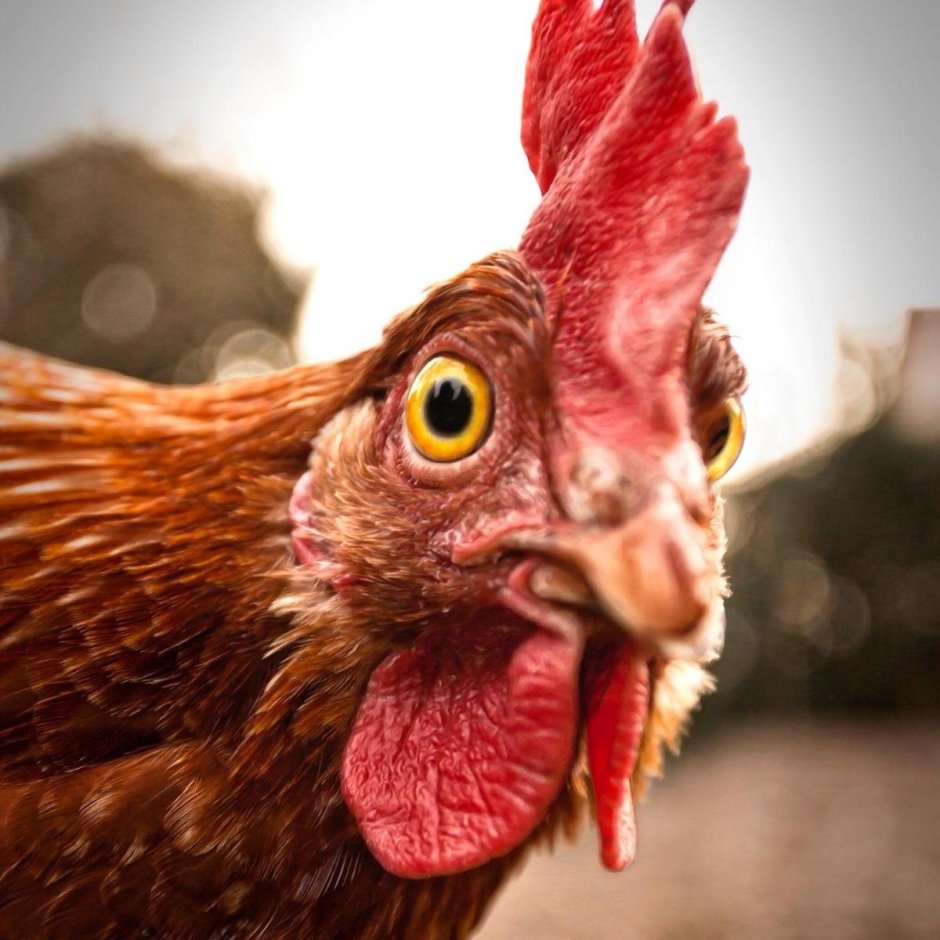 Тупой петух