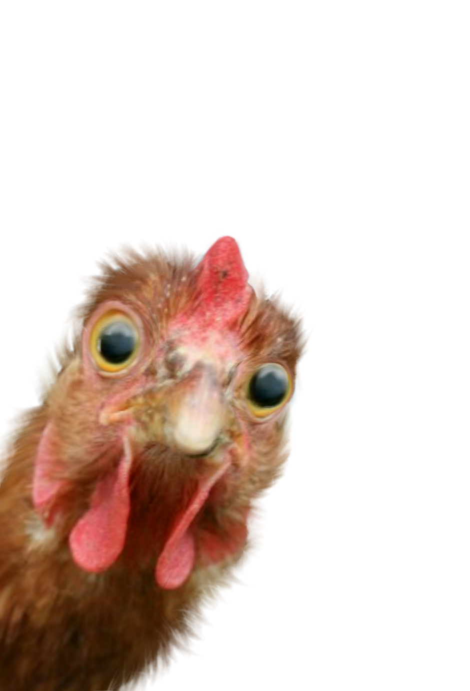 Любопытная курица