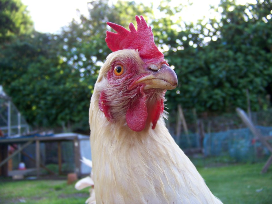 Голова курицы