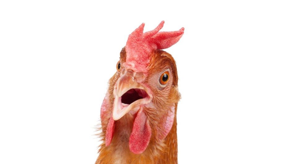 Курица в шоке