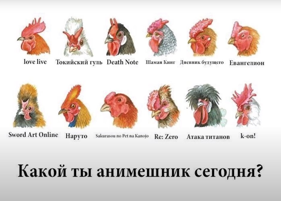Какой ты сегодня петух