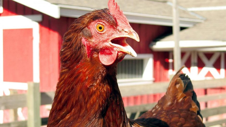 Удивленная курица