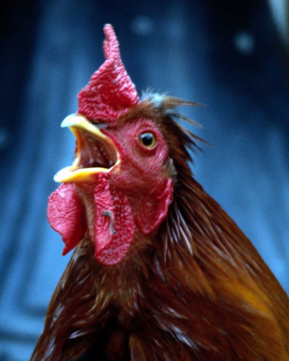 Петух мемы
