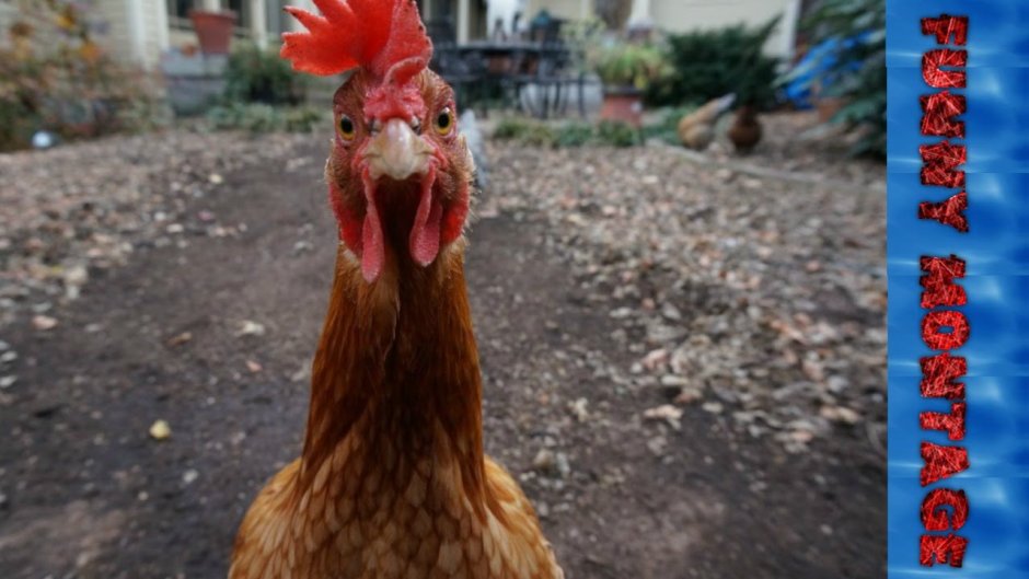 Удивленный петух