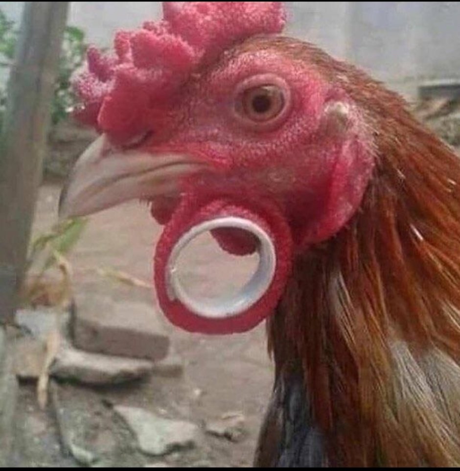 Дамский петушок прикол