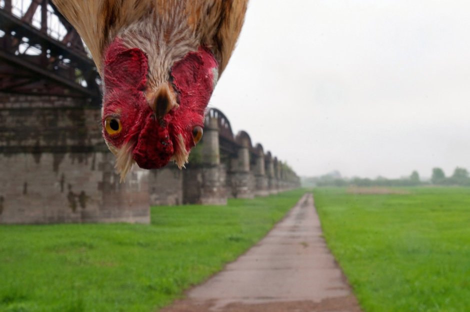 Бешеная курица