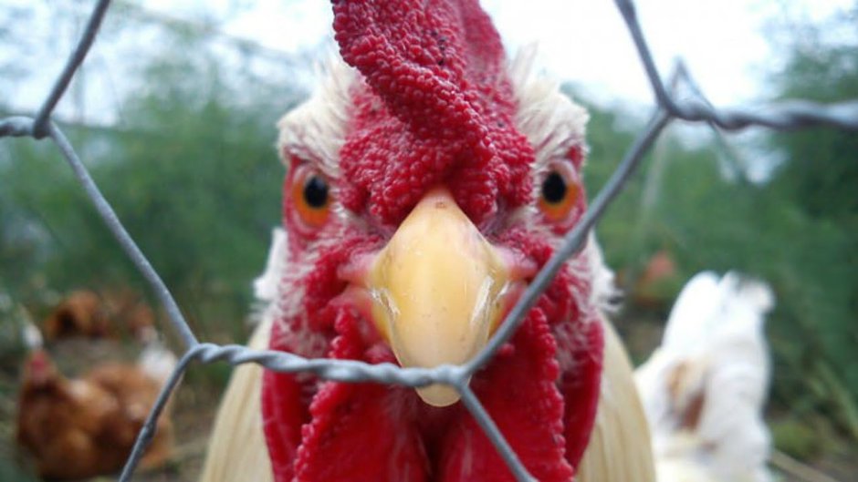 Тупая курица