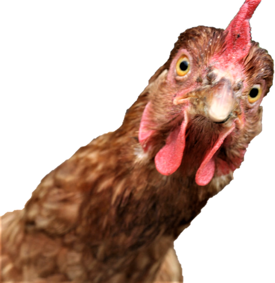 Удивленная курица