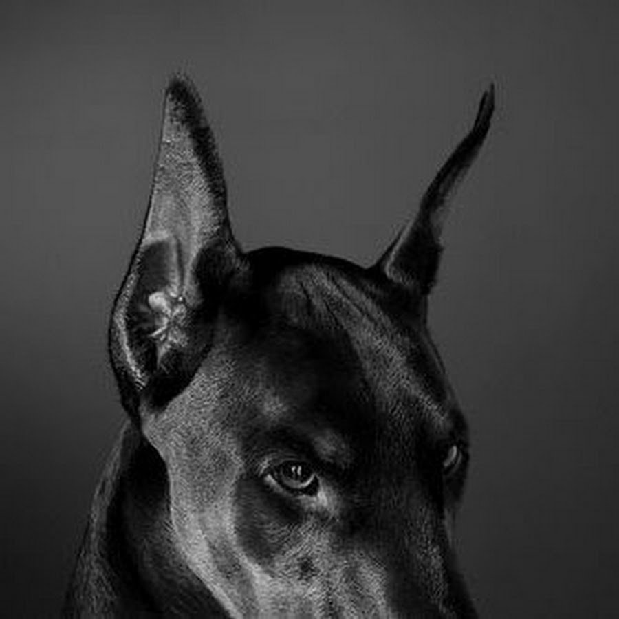 Малинуа собака