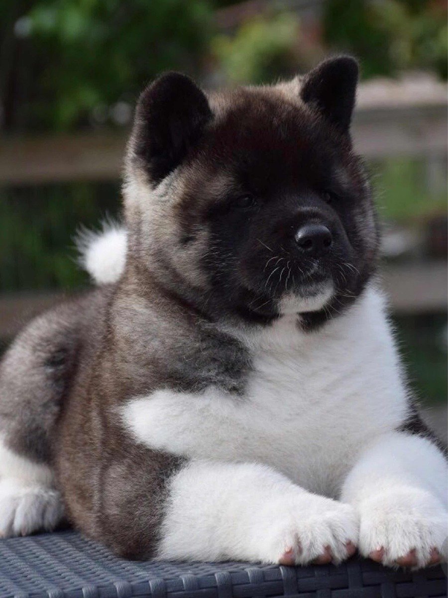 Бельгийский малинуа