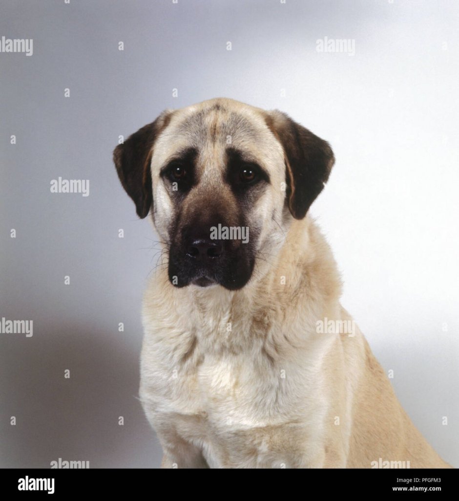 Американский стаффордширский терьер черный