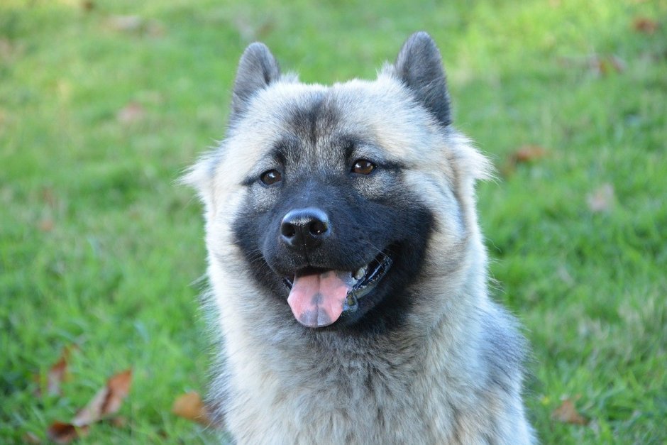 Собака светлая с темной мордой