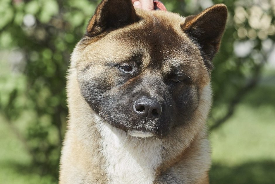 Бордер колли оскал