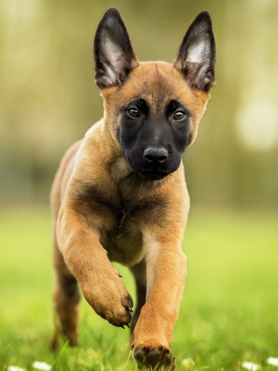 Овчарка малина бильгийская