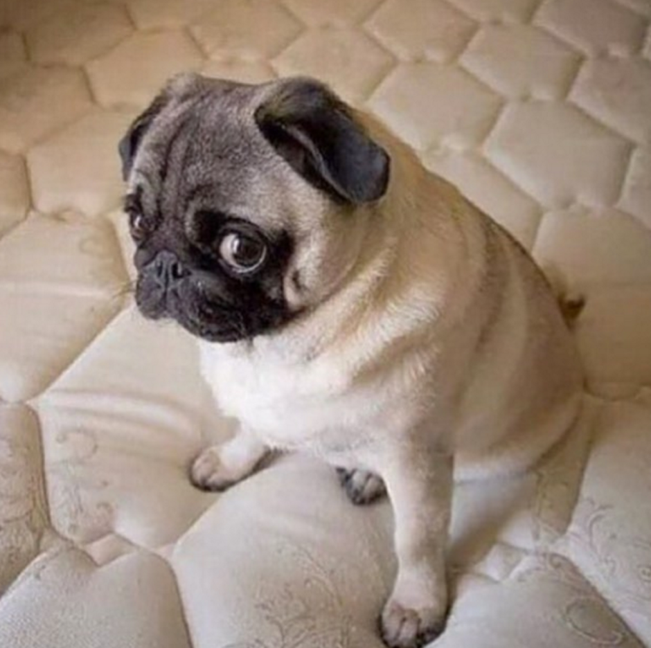 Афганская борзая овчарка