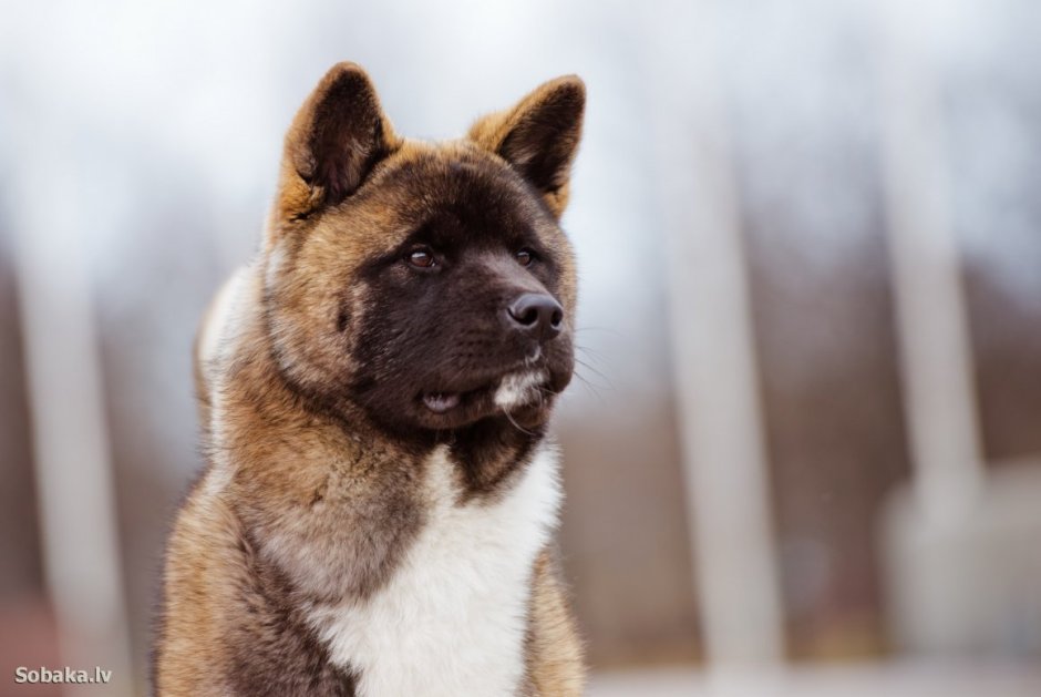 Акита-ину американская черная