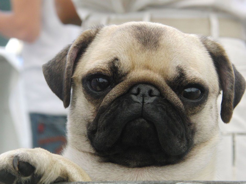 Большая американская Акита