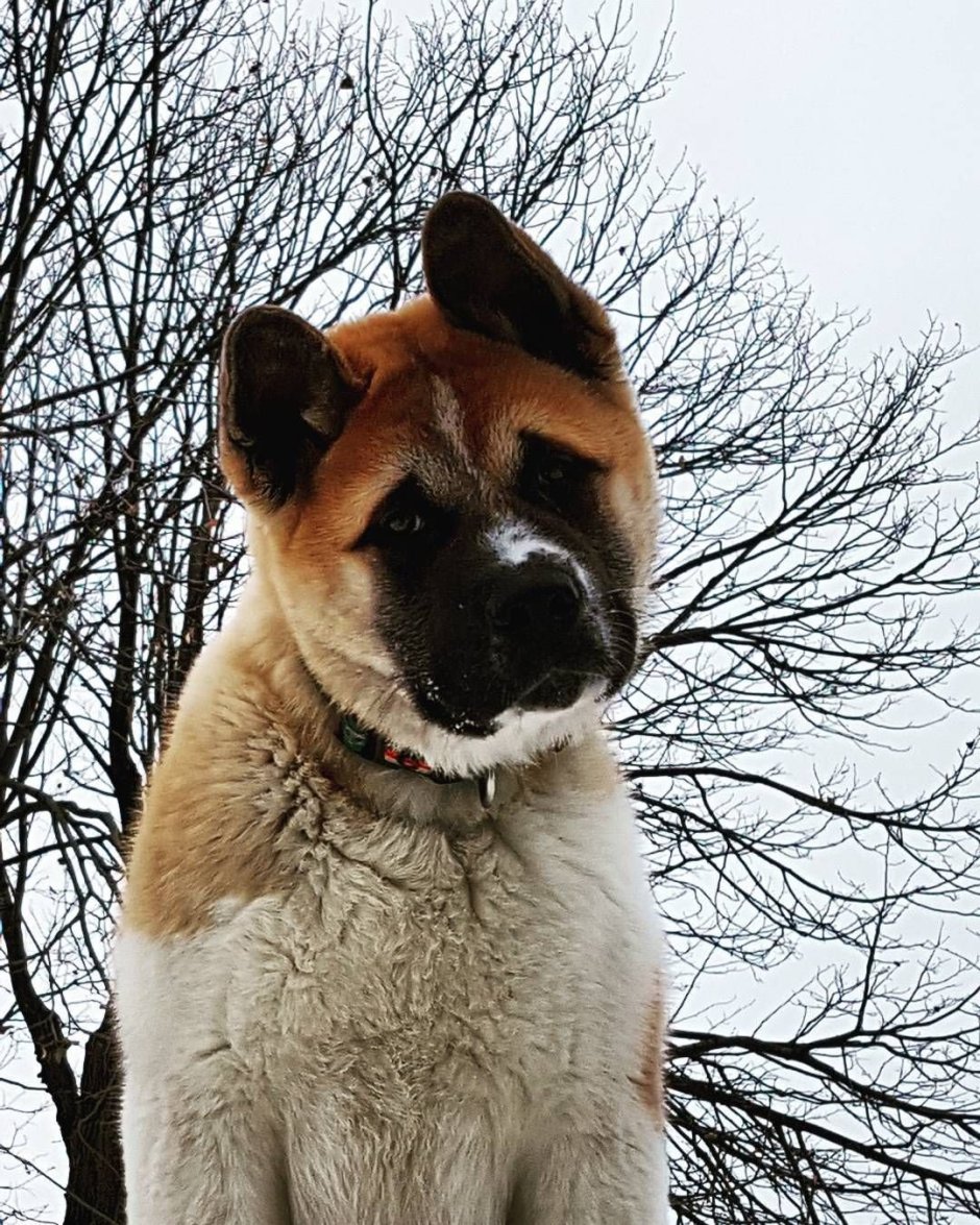 Акита ину с черной мордой