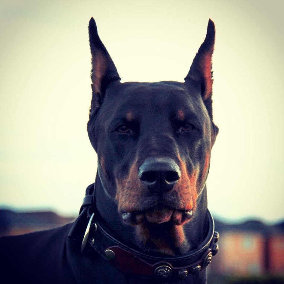 Гончая псовая борзая