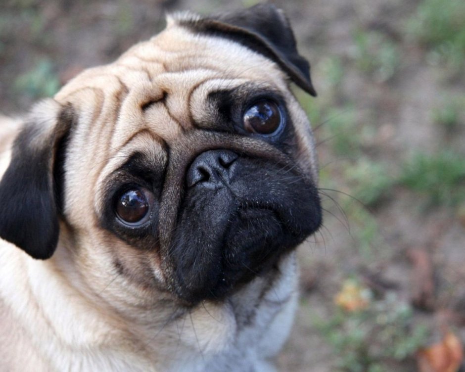 Black mouth cur порода собак