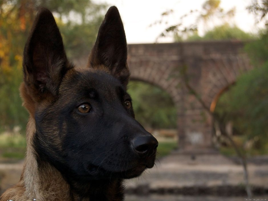 Собака американская Акита