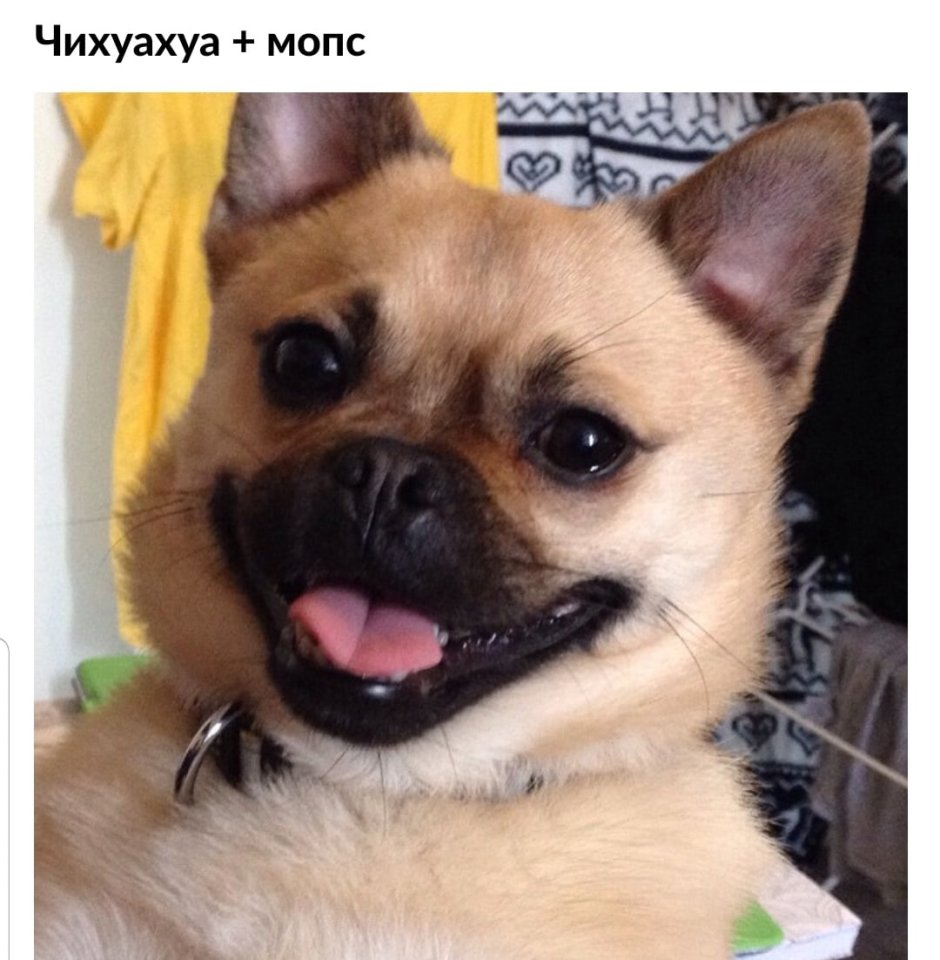 Метис МОПСА И чихуахуа
