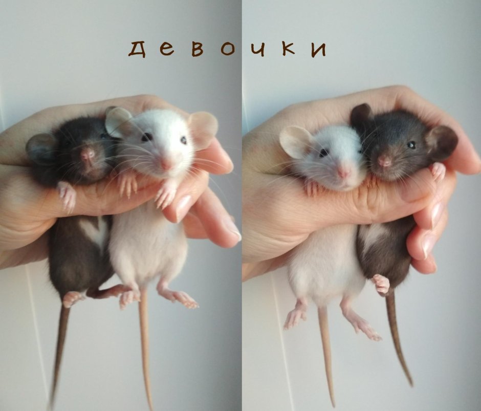 Декоративная крыса с крысятами