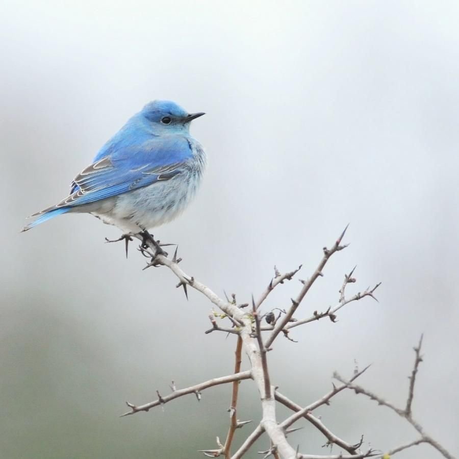 Птицы Москвы