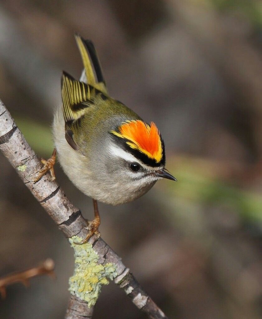 Желтоголовый королёк птица