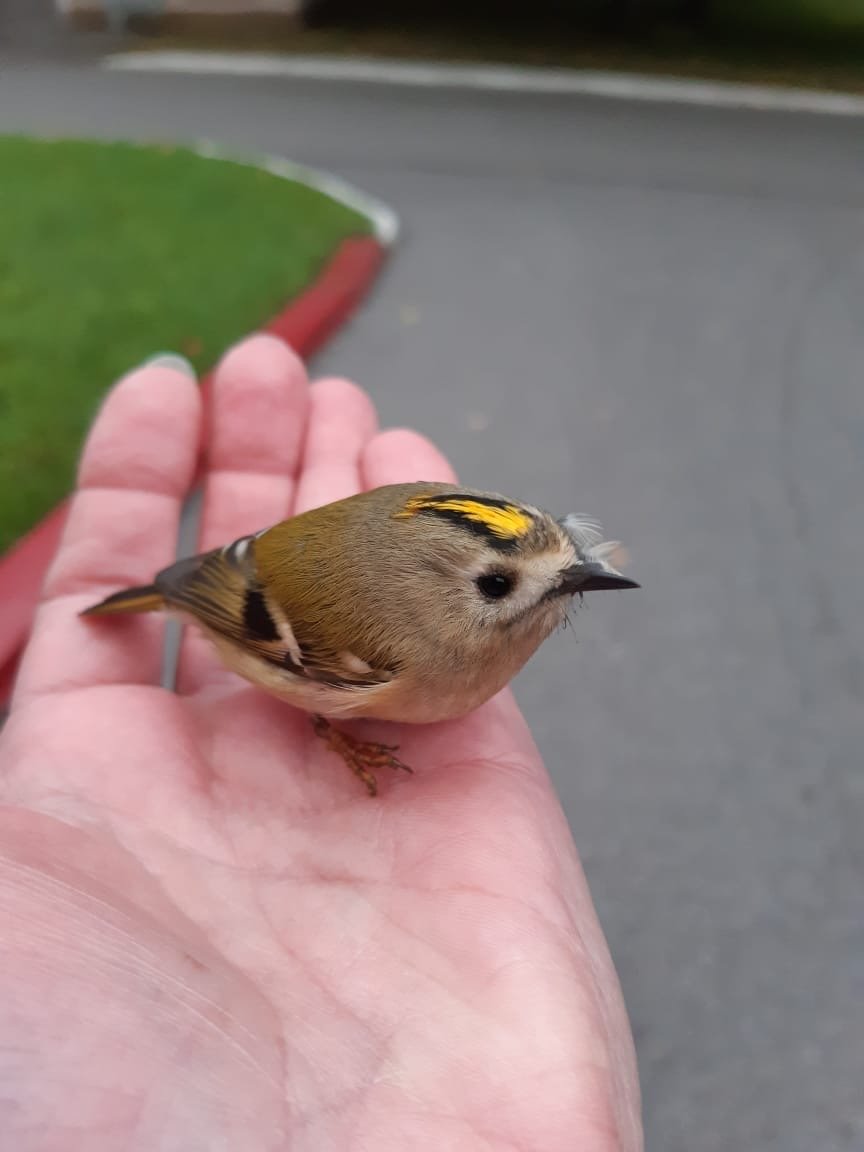 Серая горихвостка