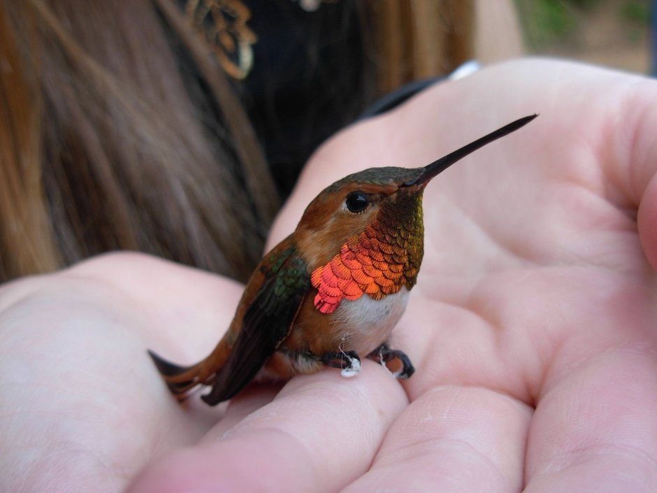 Колибри рубиновый