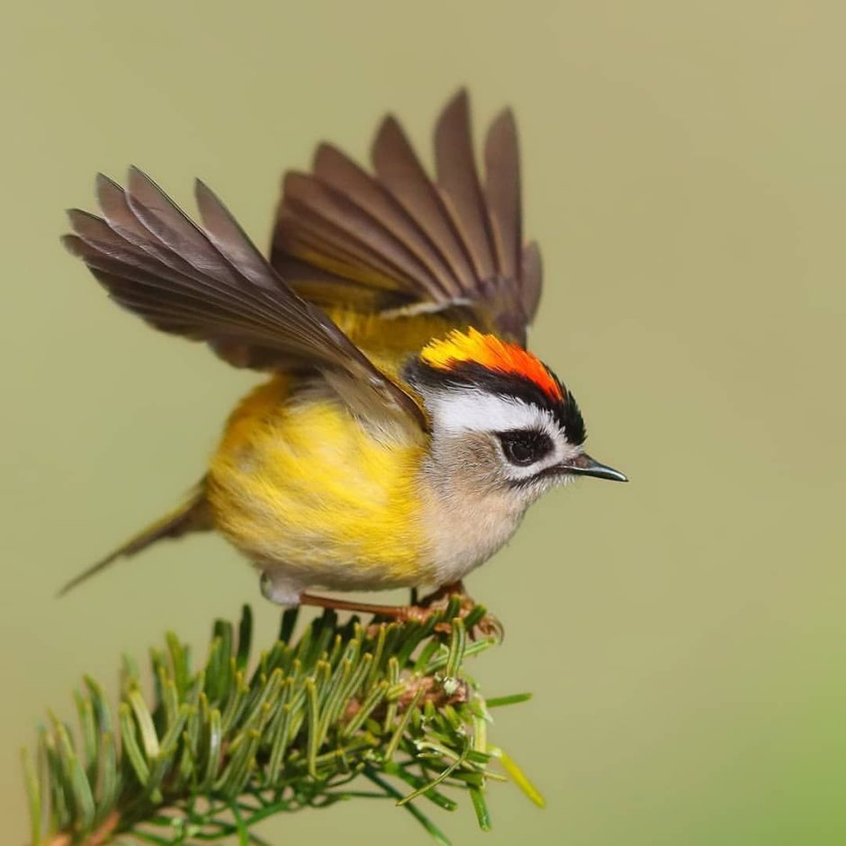 Рубиновоголовый королёк